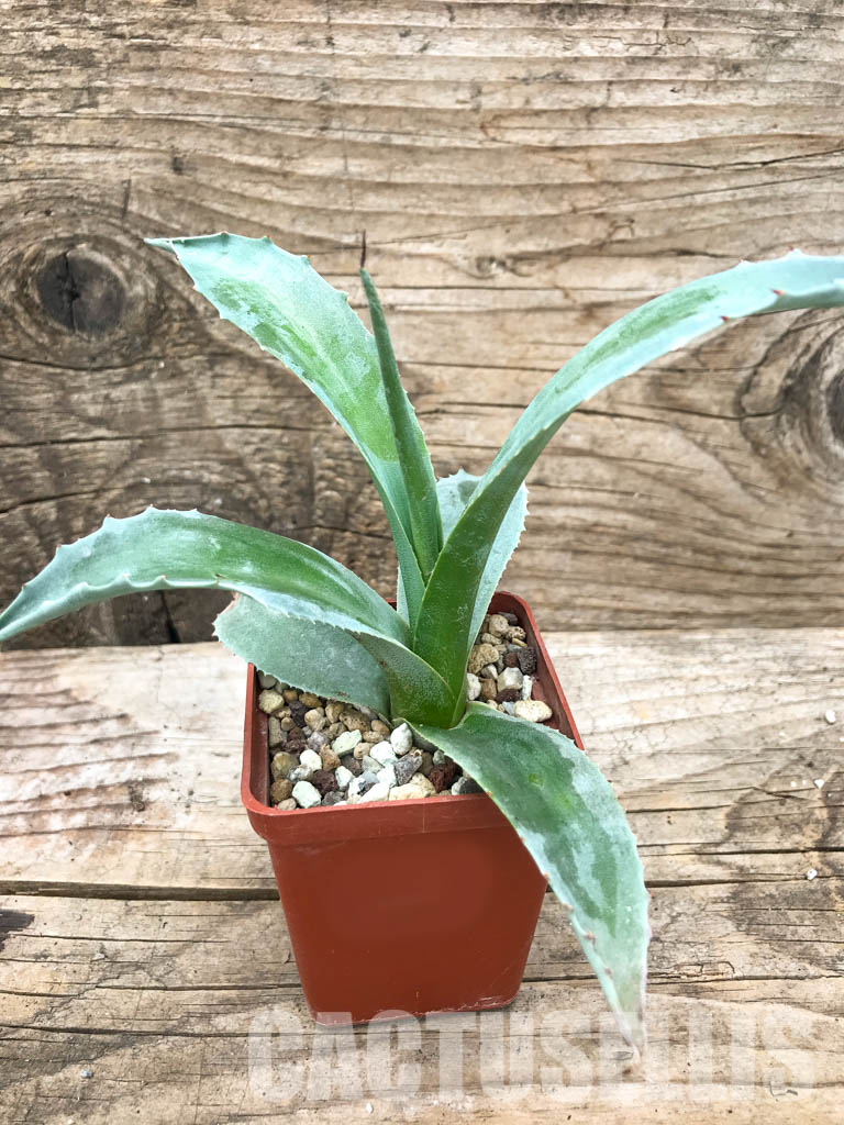 SHPR4887 Agave ovatifolia 'Vanzie' - immagine 3