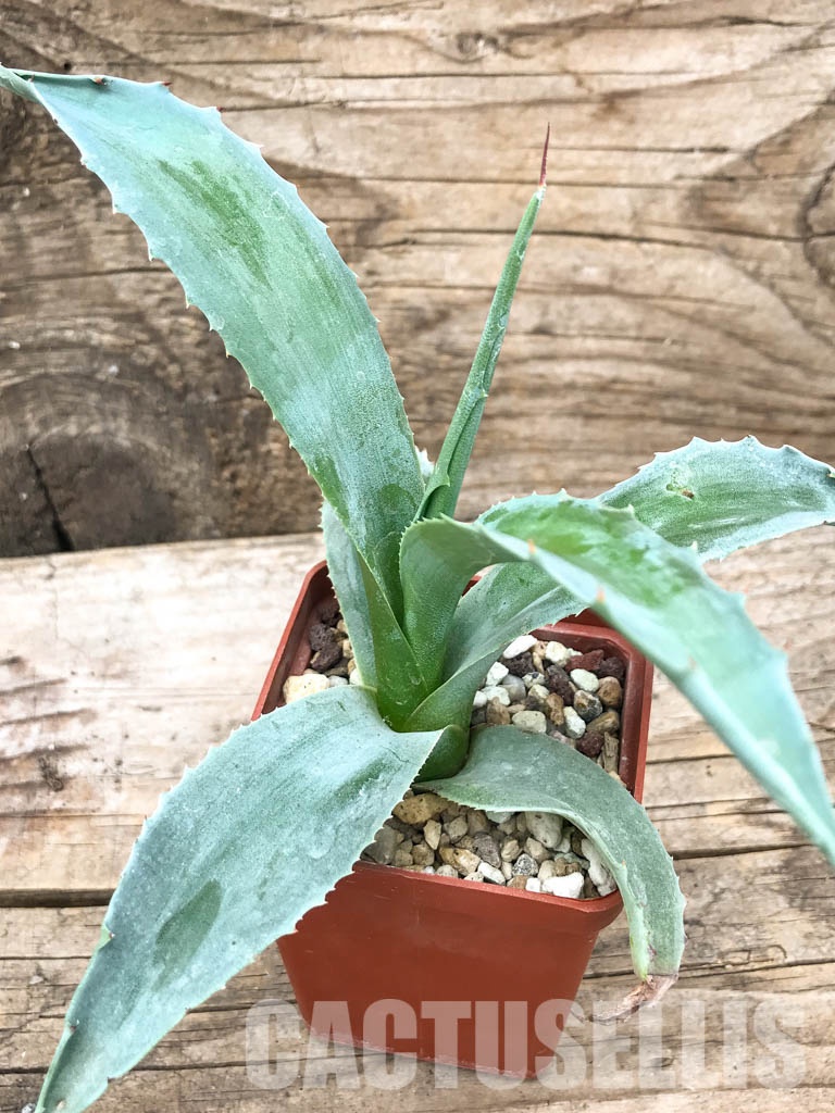 SHPR4887 Agave ovatifolia 'Vanzie'