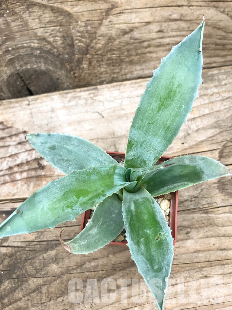 SHPR4887 Agave ovatifolia 'Vanzie' - immagine 5