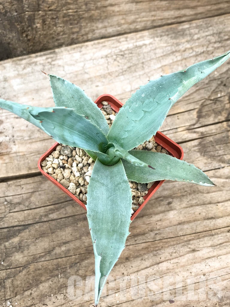 SHPR4887 Agave ovatifolia 'Vanzie' - immagine 6