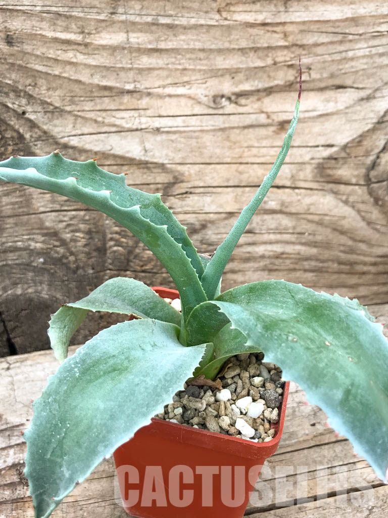 SHPR4887 Agave ovatifolia 'Vanzie' - immagine 7