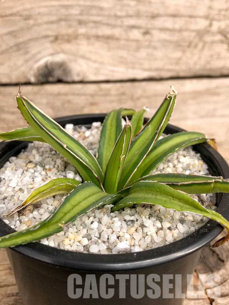 SHPR4943 Agave nickelsiae variegated - Image 2