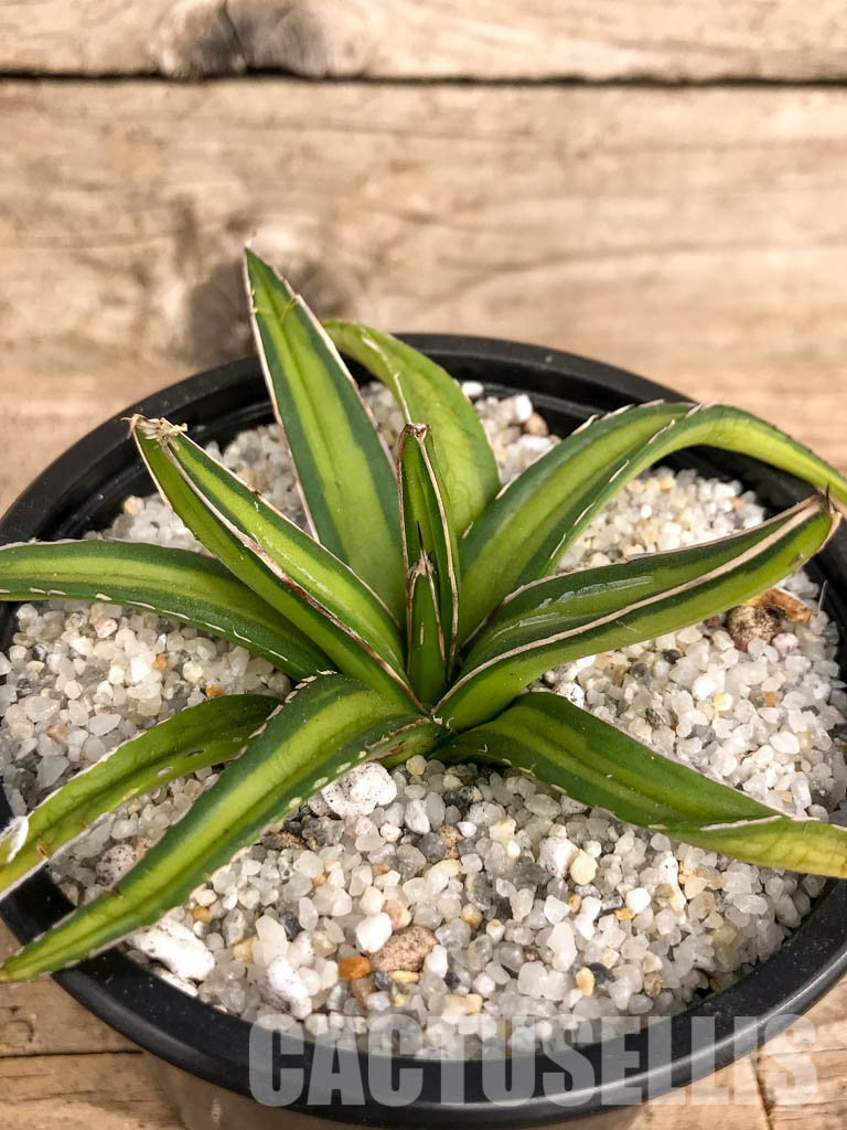 SHPR4943 Agave nickelsiae variegated