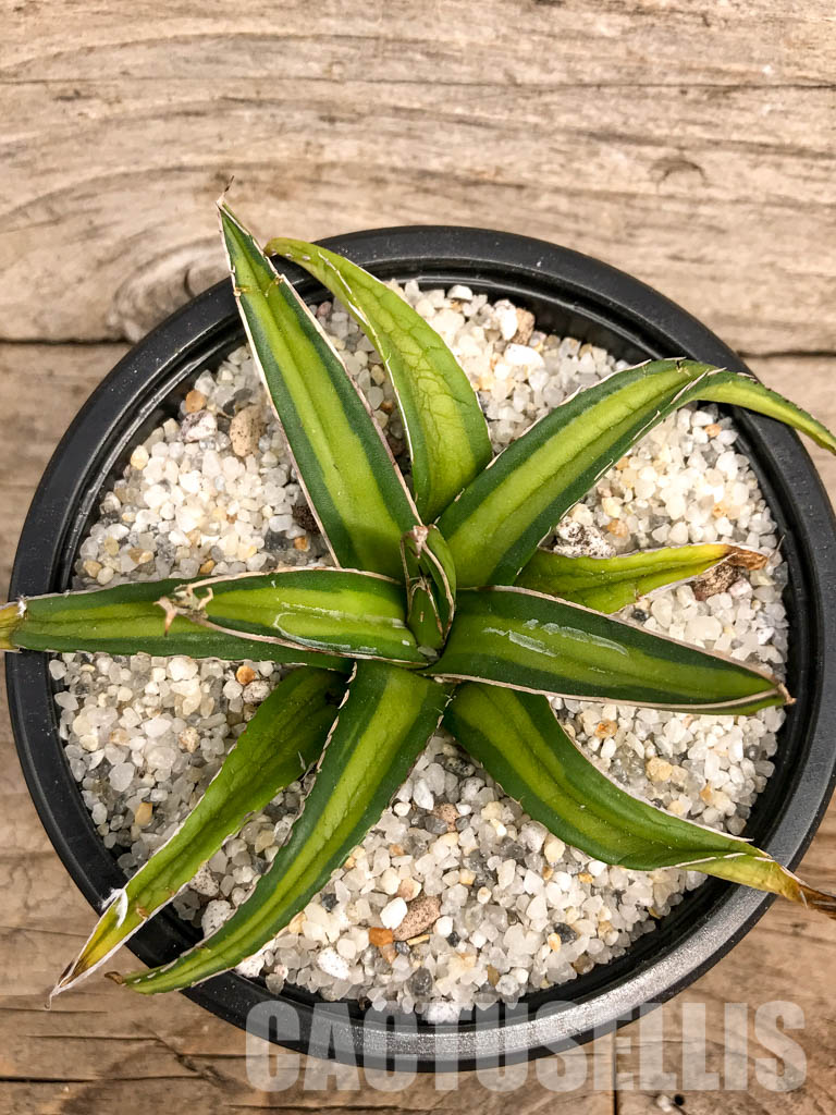 SHPR4943 Agave nickelsiae variegated - Image 4