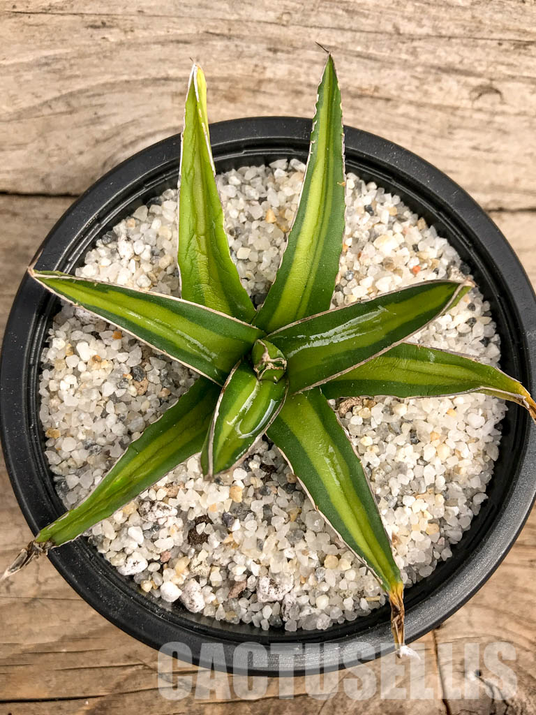 SHPR4943 Agave nickelsiae variegated - Image 5