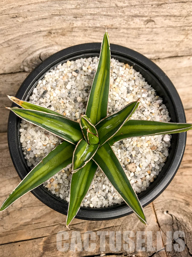 SHPR4943 Agave nickelsiae variegated - Image 6
