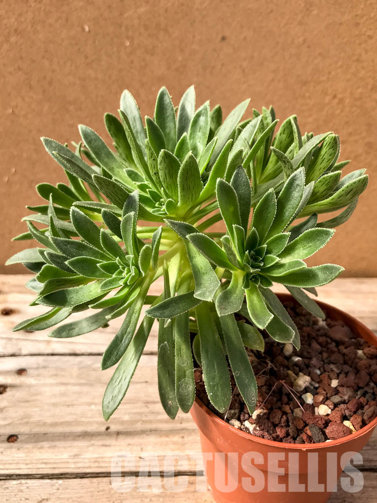 SH4952 Aeonium simsii - Image 3