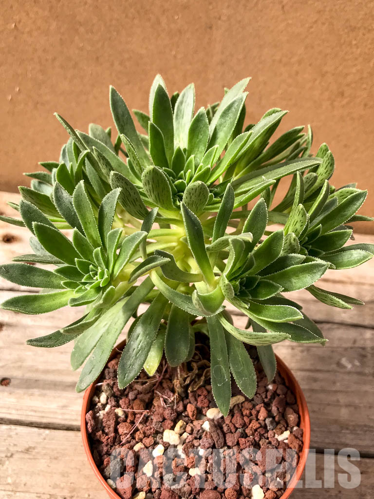 SH4952 Aeonium simsii - Image 4