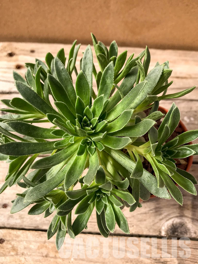 SH4952 Aeonium simsii - Image 5