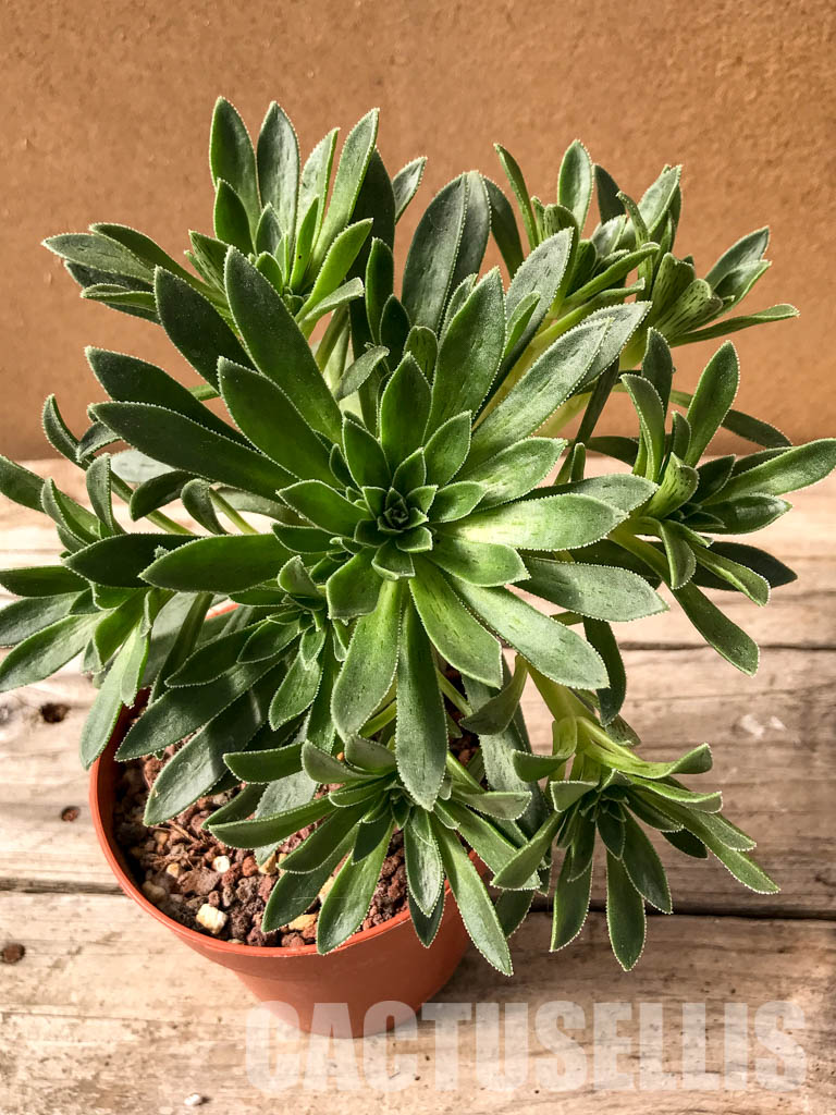 SH4952 Aeonium simsii - Image 6