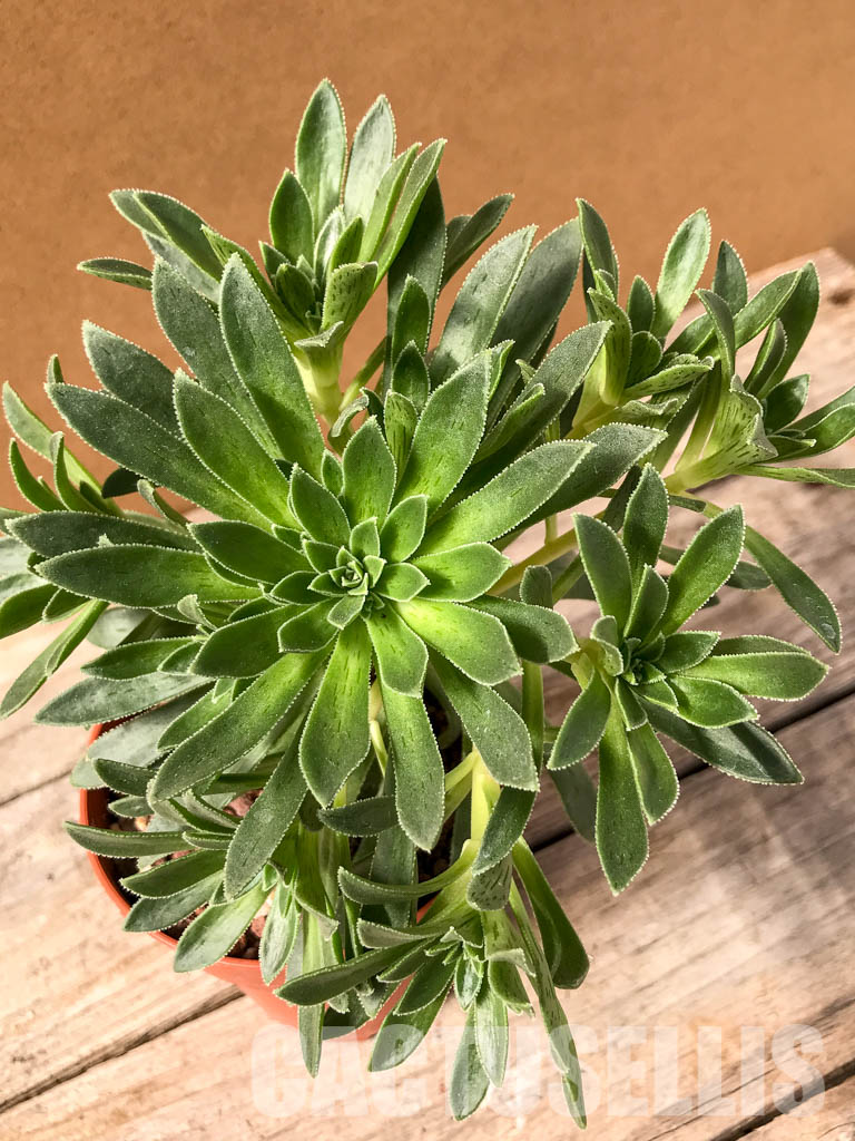 SH4952 Aeonium simsii