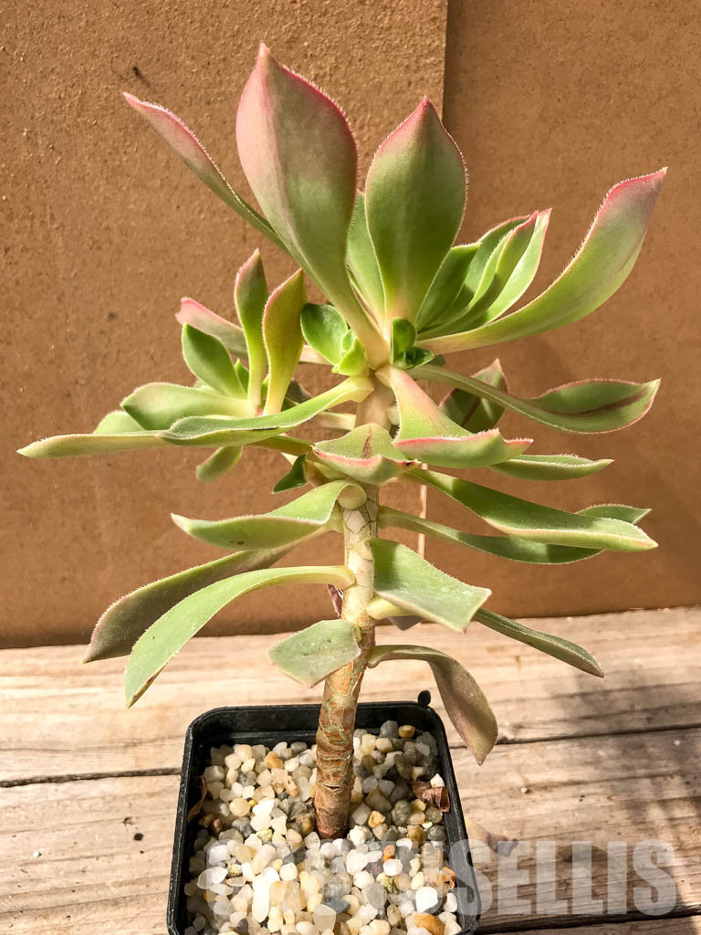 SH4955 Aeonium leucoblepharum - Imagen 2