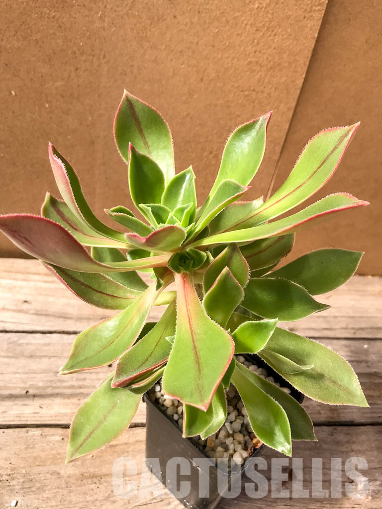 SH4955 Aeonium leucoblepharum - Imagen 3