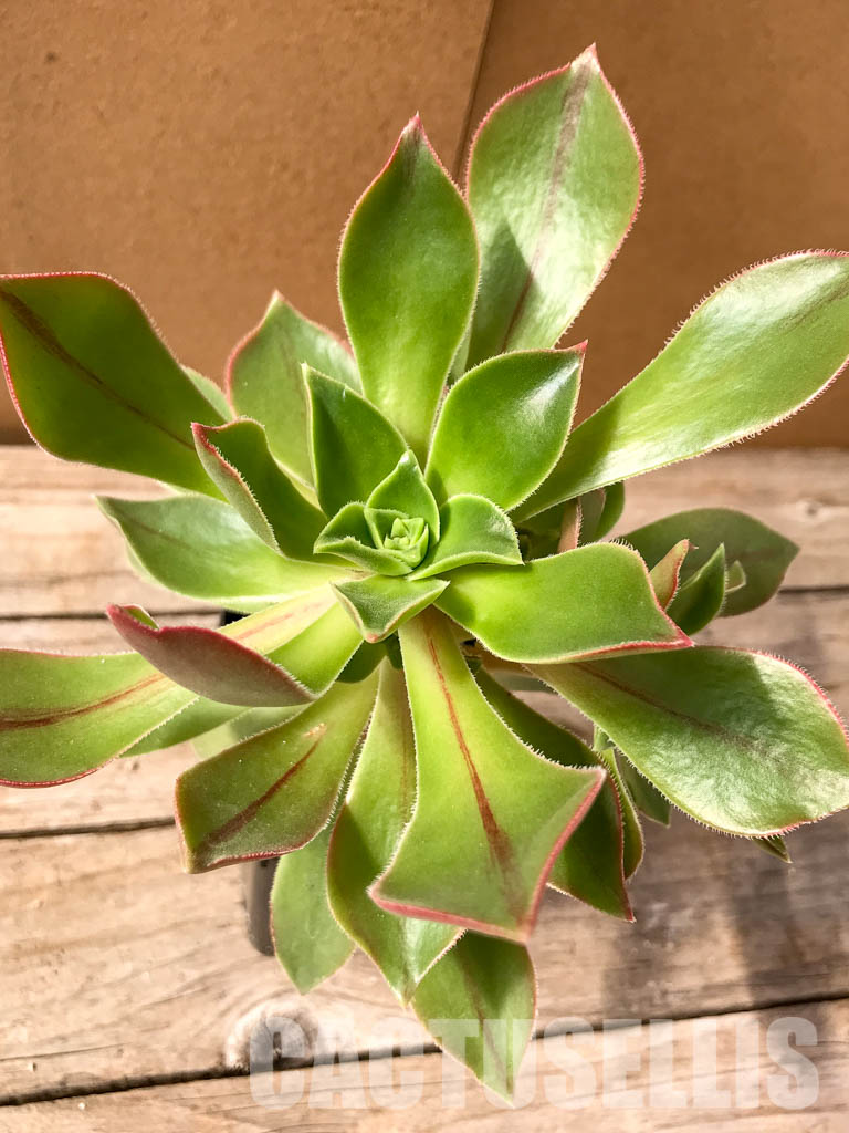 SH4955 Aeonium leucoblepharum