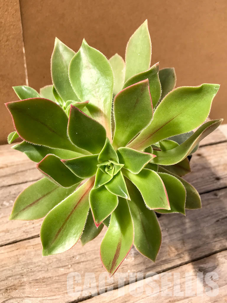 SH4955 Aeonium leucoblepharum - Imagen 5