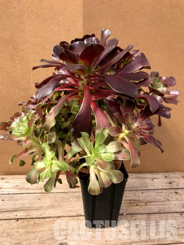 SH4967 Aeonium 'Kilimanjaro' – Bild 3