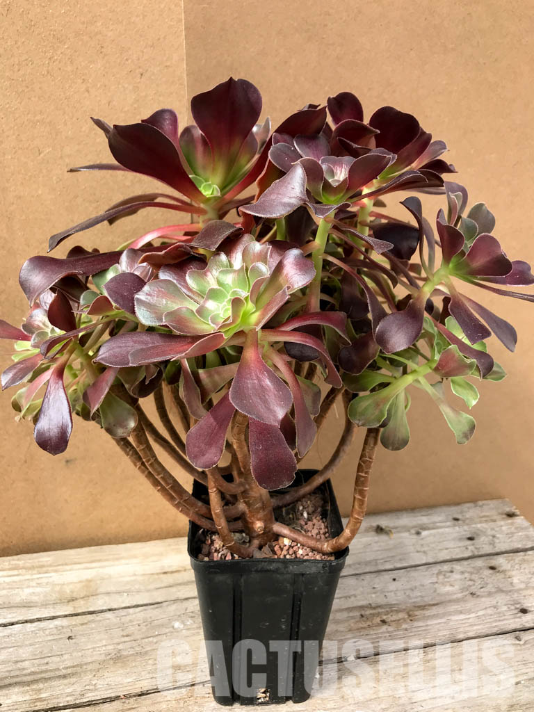 SH4967 Aeonium 'Kilimanjaro' – Bild 4