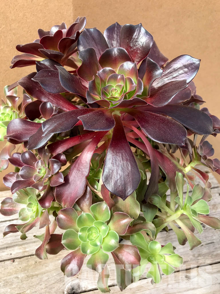 SH4967 Aeonium 'Kilimanjaro'