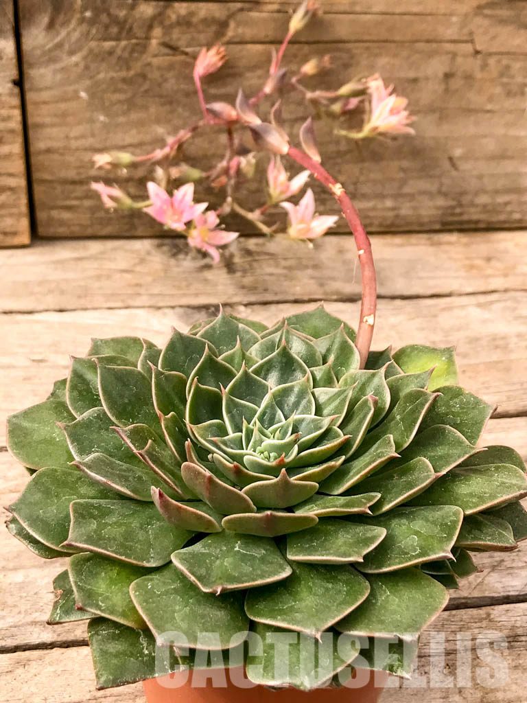 SHPR4991 Graptopetalum bellus (Tacitus bellus) - Imagen 2