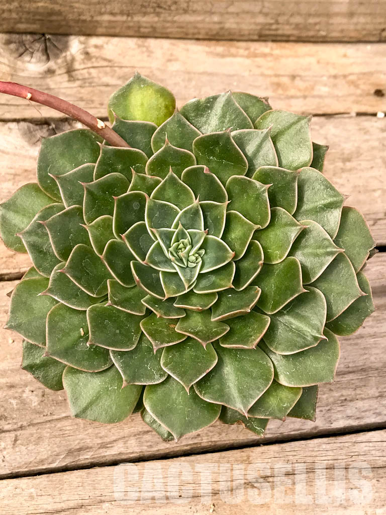 SHPR4991 Graptopetalum bellus (Tacitus bellus) - Imagen 3