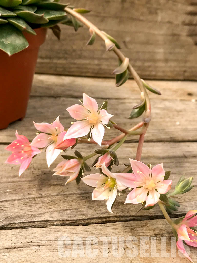 SHPR4991 Graptopetalum bellus (Tacitus bellus) - Imagen 5