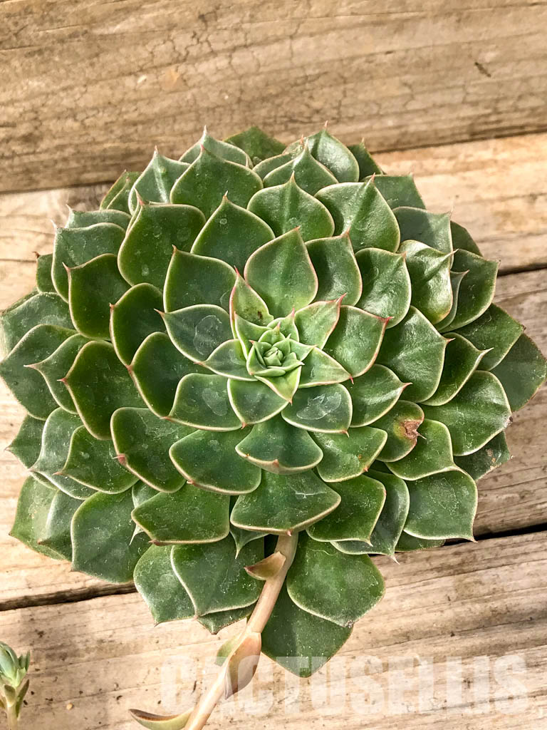 SHPR4991 Graptopetalum bellus (Tacitus bellus) - Imagen 6