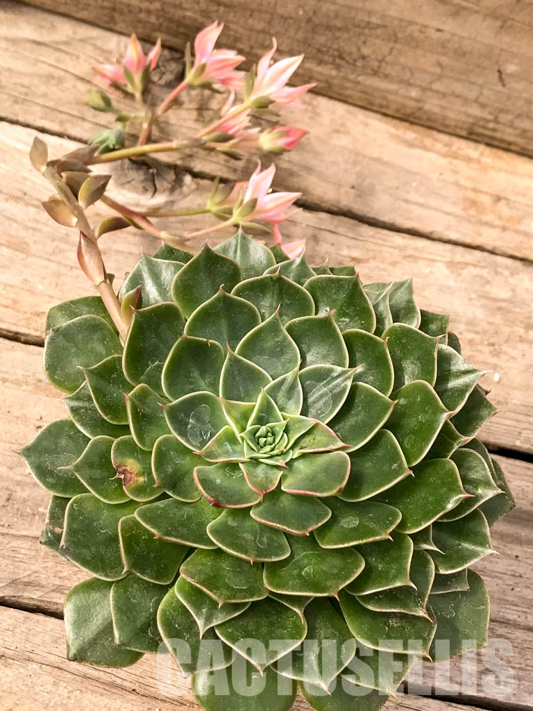 SHPR4991 Graptopetalum bellus (Tacitus bellus) - Imagen 7