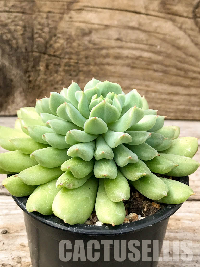 SHPR4995 Echeveria 'Irish Mint' - Image 2