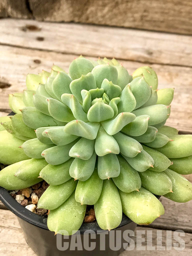 SHPR4995 Echeveria 'Irish Mint' - Image 3