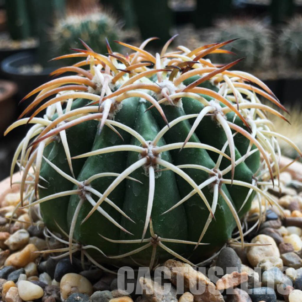 LOT226 10 SEEDS Discocactus Subviridigriseus