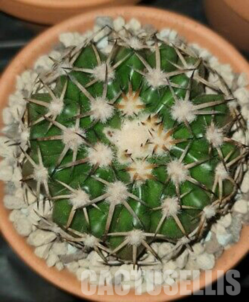 LOT227 10 SEEDS Discocactus Tricornis v. deflexispinus