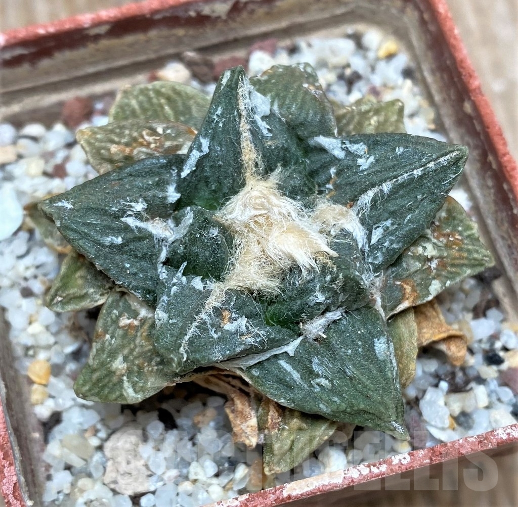 SHPR15569 Ariocarpus fissuratus x retusus - Зображення 2