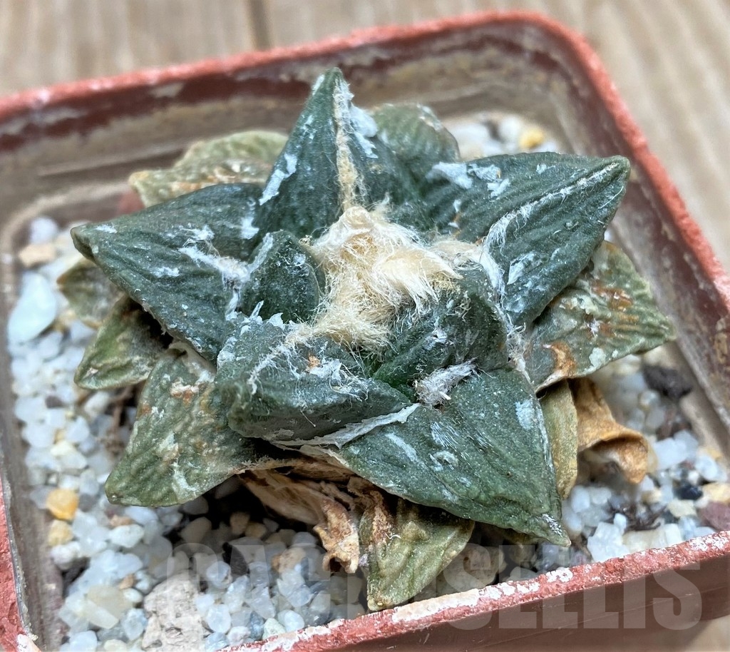 SHPR15569 Ariocarpus fissuratus x retusus
