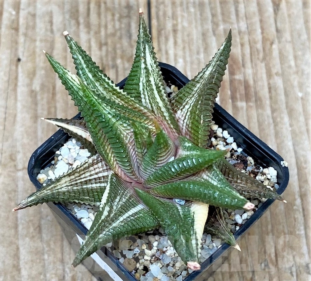 SHPR15573 Haworthia limifolia f. variegata - Image 2