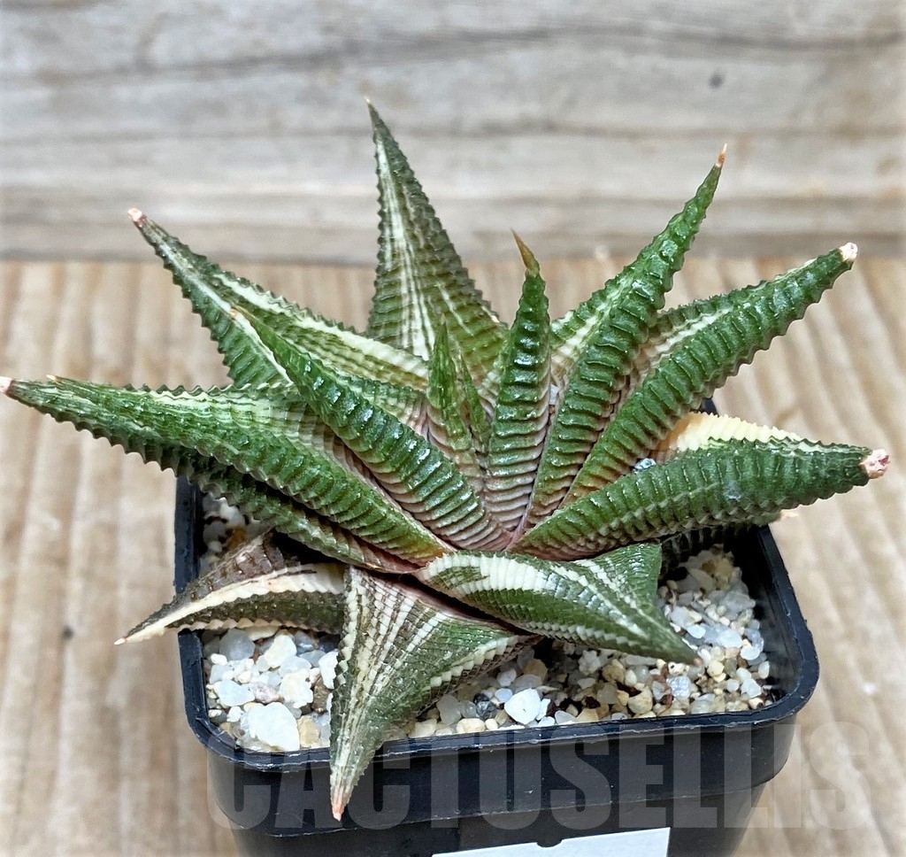 SHPR15573 Haworthia limifolia f. variegata