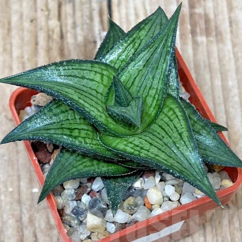 LOT759 10 SEEDS Haworthia venosa v. coriacea 2025