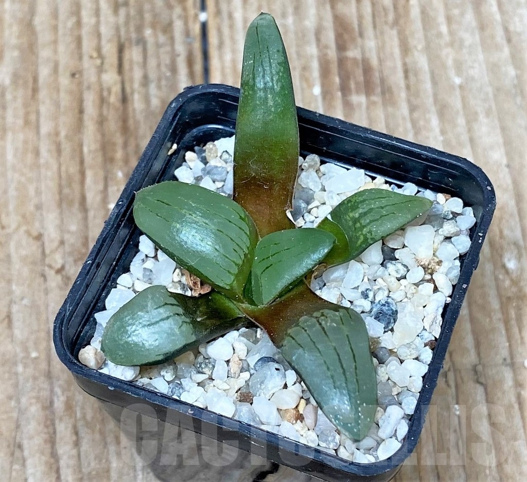 SHPR15577 Haworthia comptoniana x springbokvlakensis - 画像 (2)