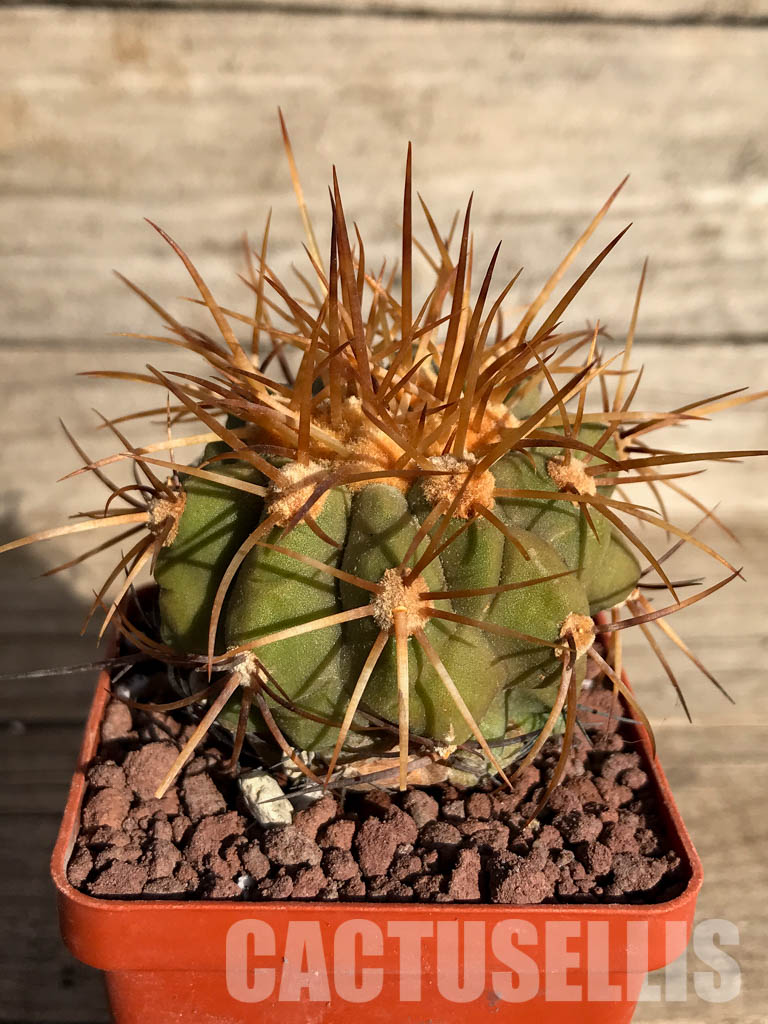 LOT235 10 SEEDS Copiapoa Haseltoniana - Image 2