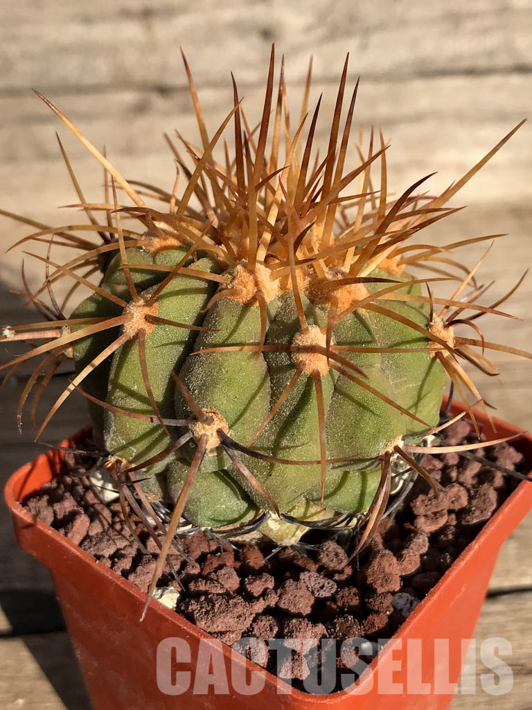 LOT235 10 SEEDS Copiapoa Haseltoniana - Image 3
