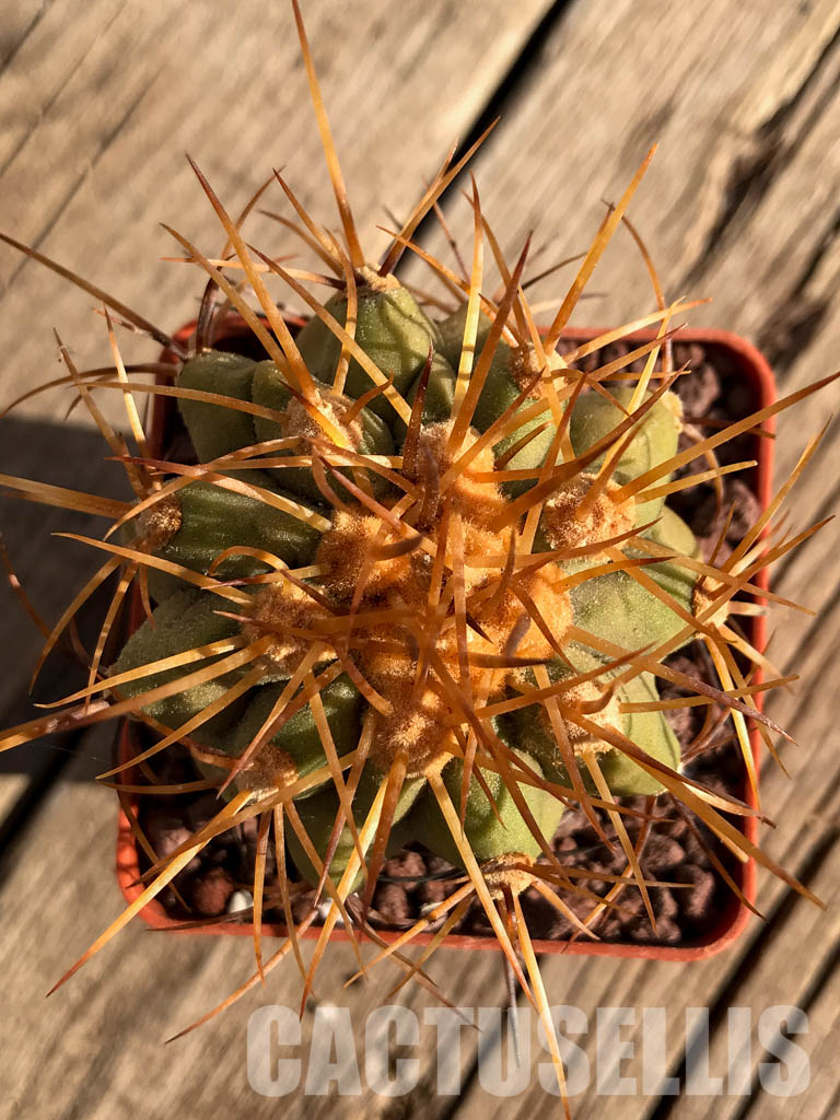 LOT235 10 SEEDS Copiapoa Haseltoniana - Image 4