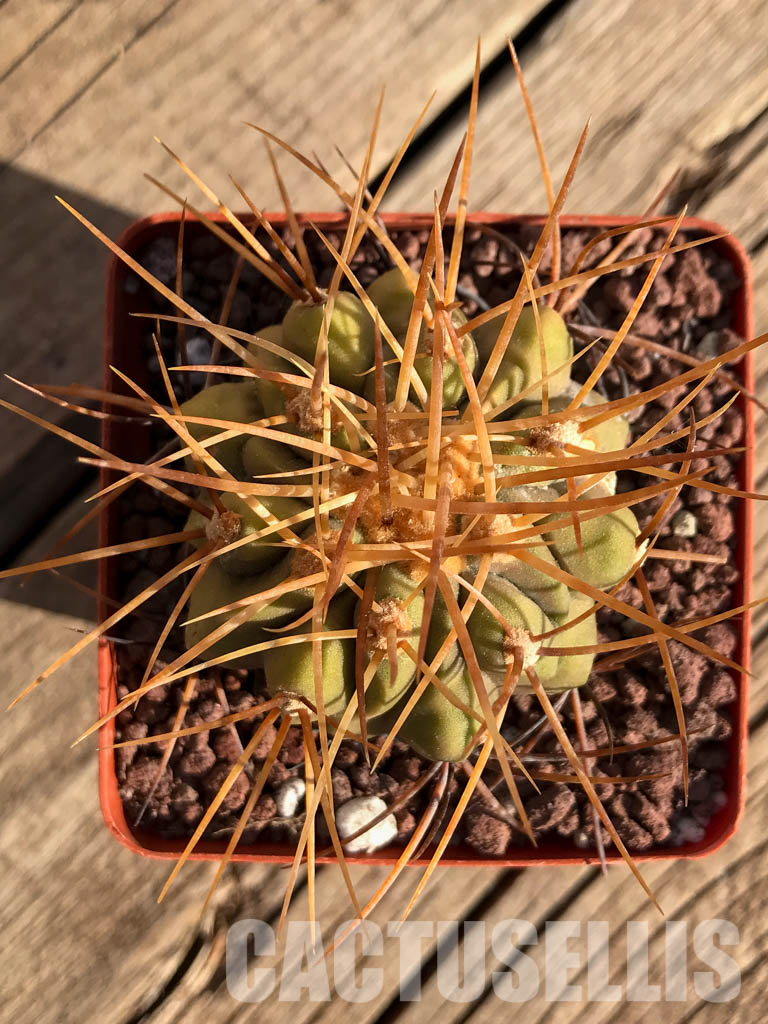 LOT235 10 SEEDS Copiapoa Haseltoniana - Image 5