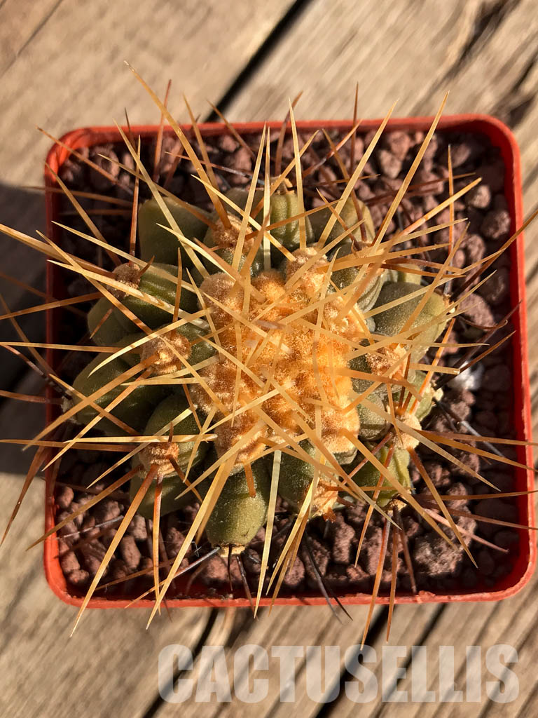 LOT235 10 SEEDS Copiapoa Haseltoniana