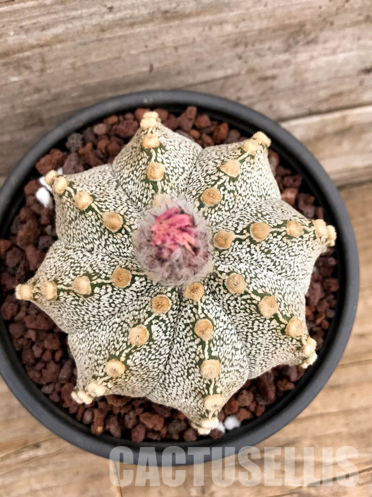 SHPR4998 Astrophytum hybrid AS-CAP (Astrophytum asterias x Astrophytum capricorne) - Image 4
