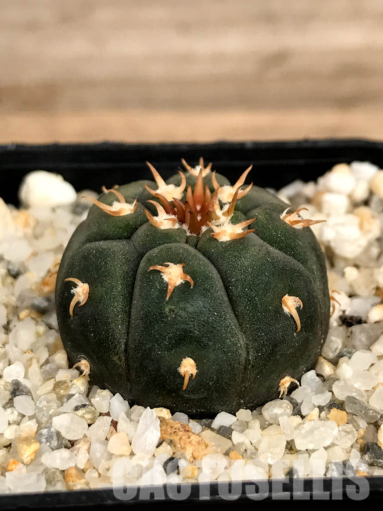 SHPR5015 Gymnocalycium spegazzinii var. unguispinum - Image 2