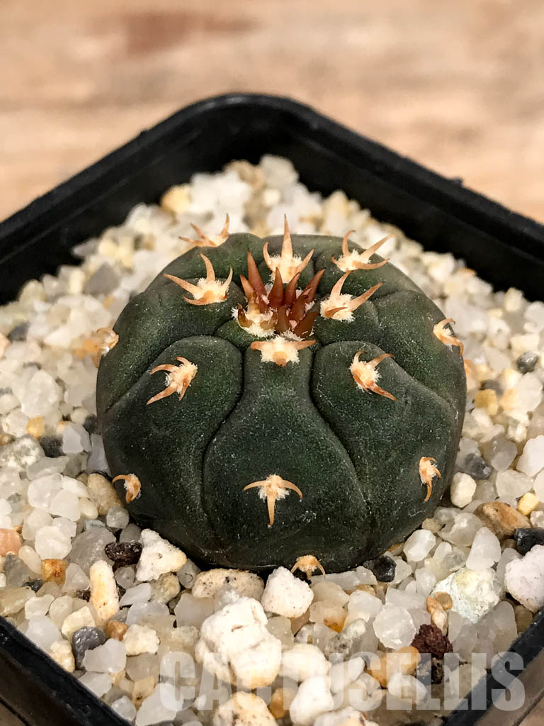 SHPR5015 Gymnocalycium spegazzinii var. unguispinum - Image 3