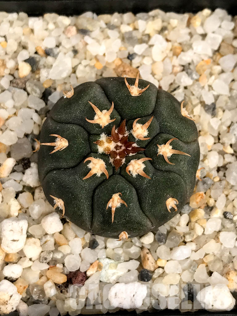 SHPR5015 Gymnocalycium spegazzinii var. unguispinum - Image 4