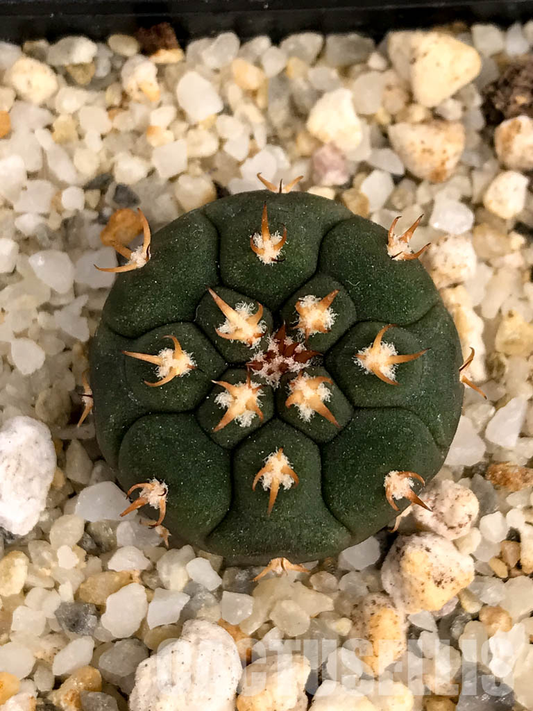 SHPR5015 Gymnocalycium spegazzinii var. unguispinum - Image 5