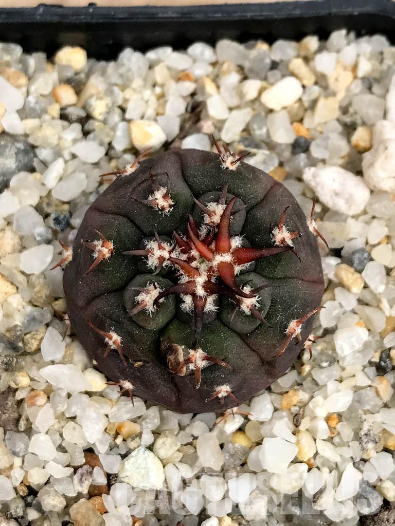 SHPR5015 Gymnocalycium spegazzinii var. unguispinum - Image 6