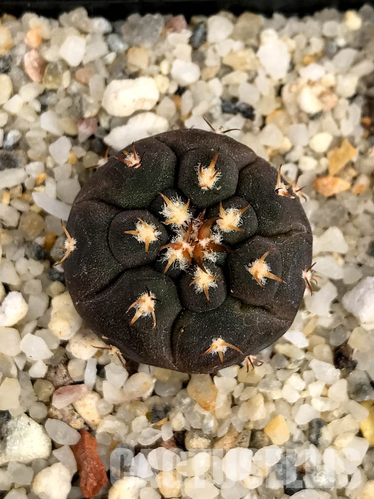 SHPR5015 Gymnocalycium spegazzinii var. unguispinum - Image 7