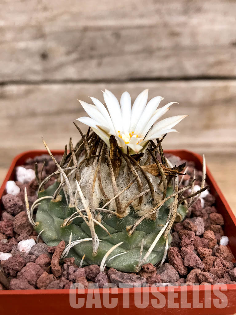 SHPR5021 Turbinicarpus schmiedickeanus subs. klinkerianus, San Luis Potosi, Mexico - Image 2
